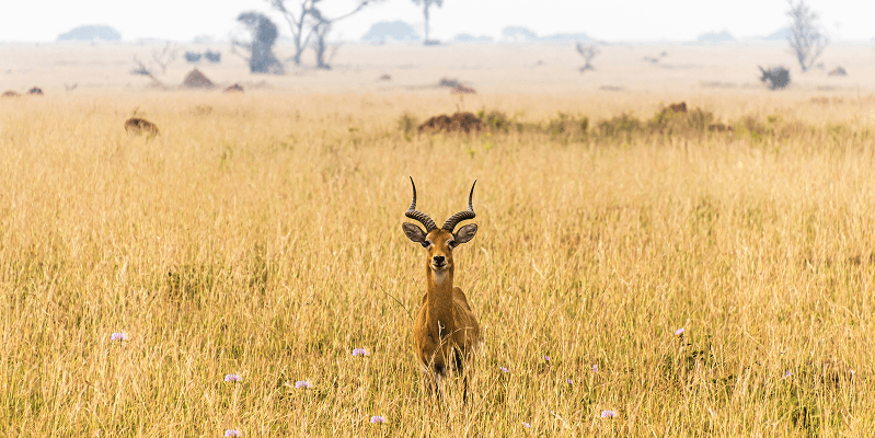 Uganda eVisa Complete Guide 2025: Requirements, Application & Travel Tips