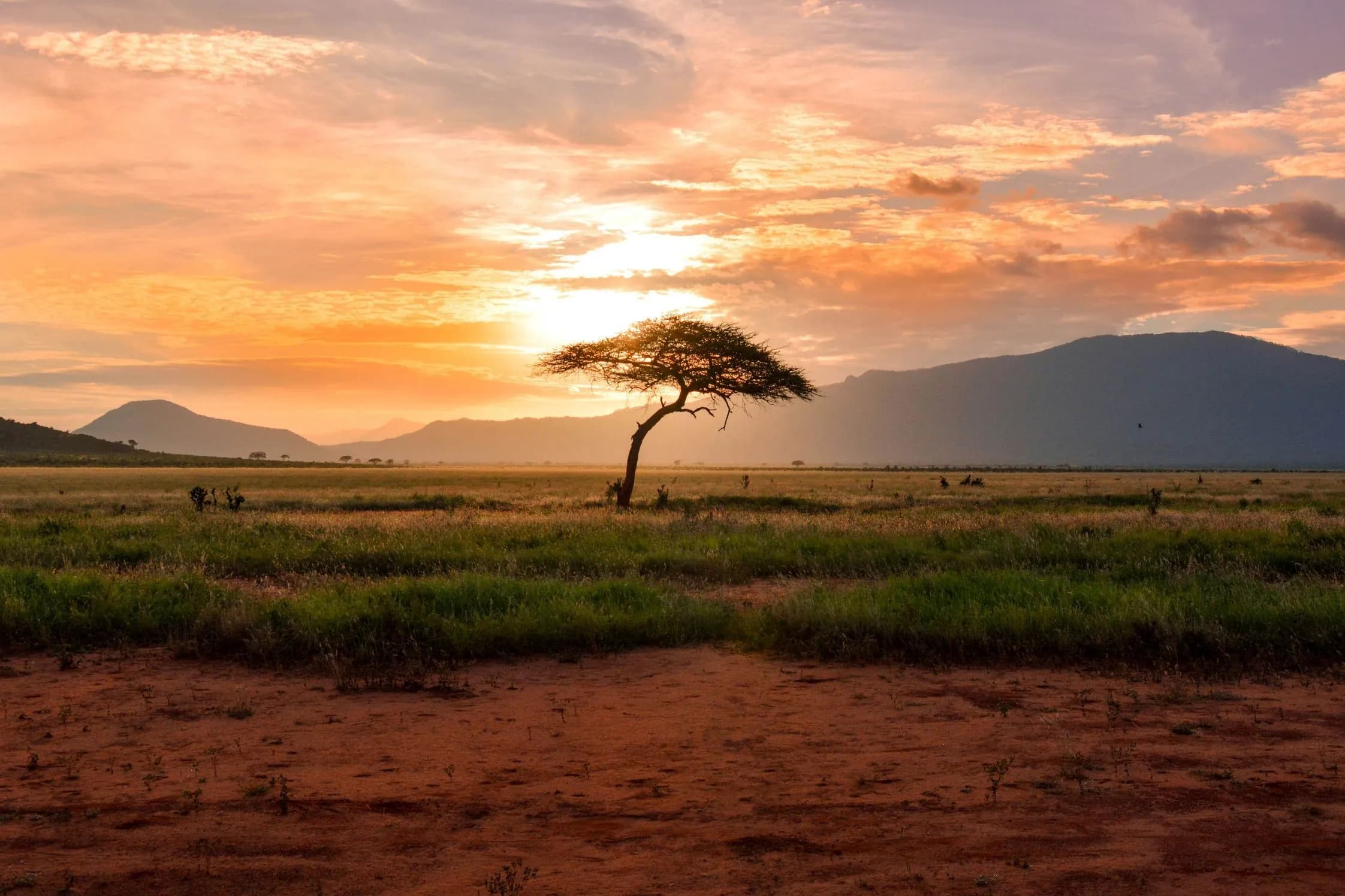 Kenya landscape