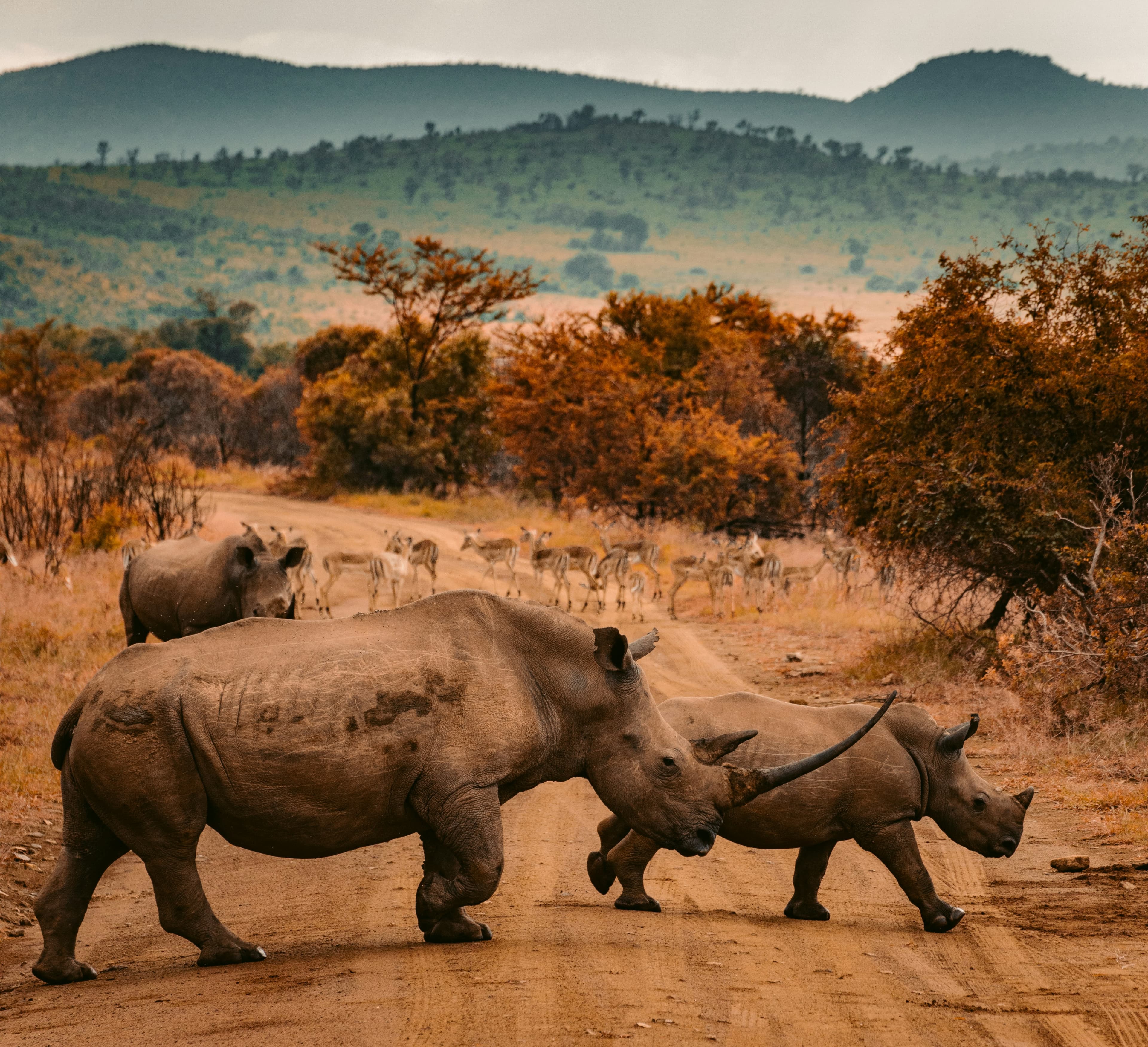 Travel to South Africa