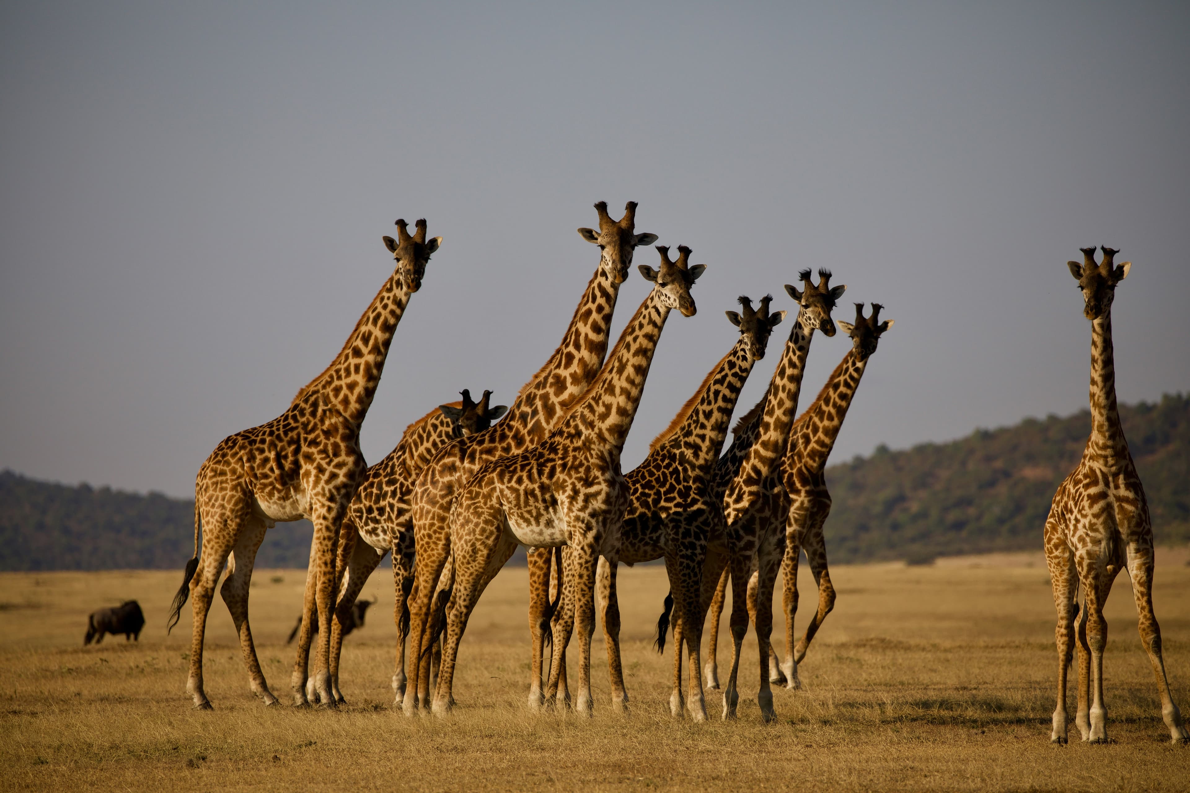Travel to Tanzania
