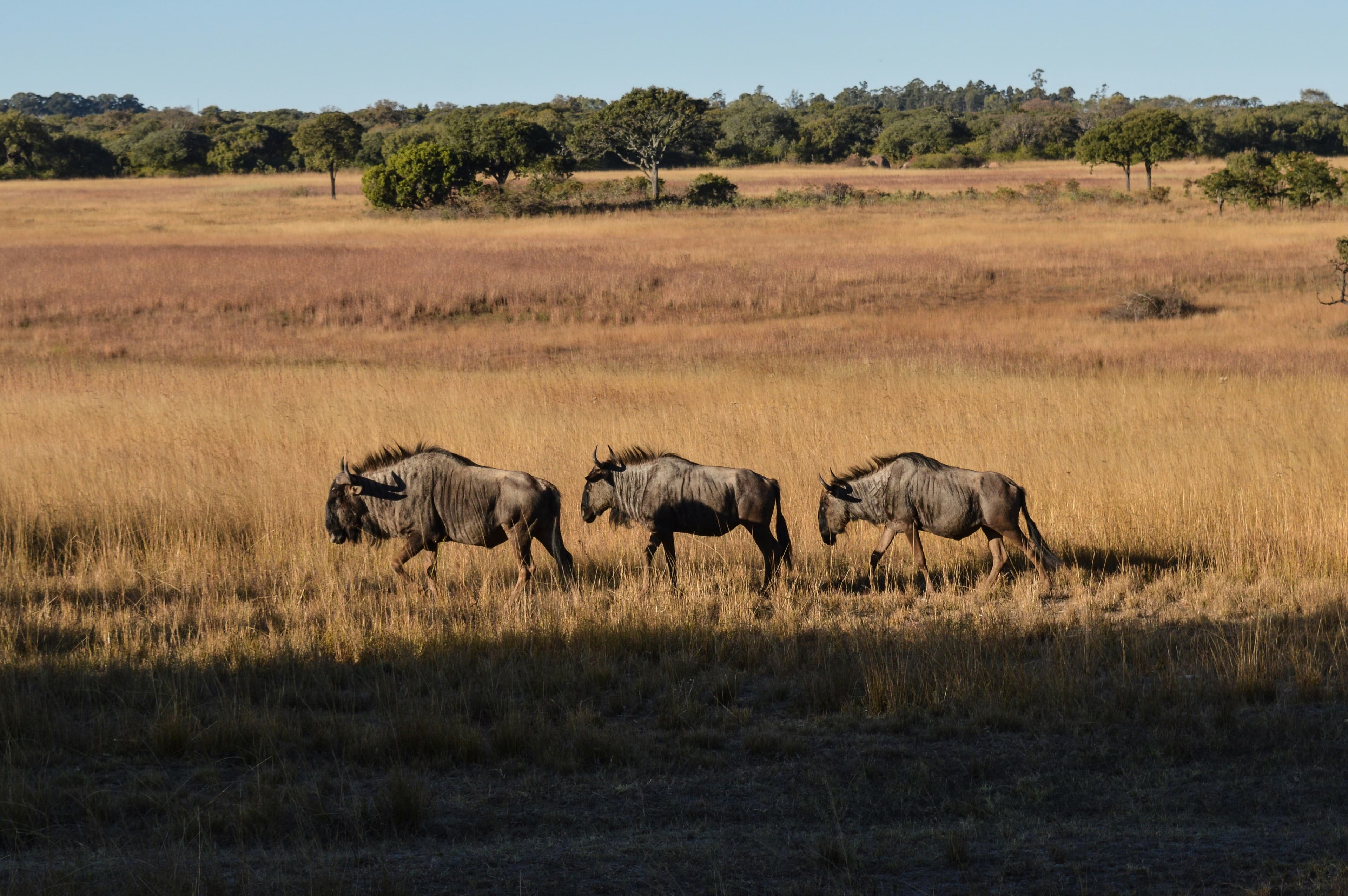 Travel to Zimbabwe